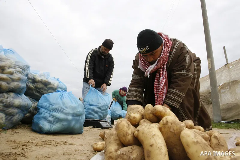 A Palestinian farmers harvest spuds at a farm in the town of Khan Yunis, southern Gaza strip on Feb. 01, 2012. The Gaza Strip now produces enough potatoes, onions and watermelon to satisfy local demand. Photo by Abed Rah...