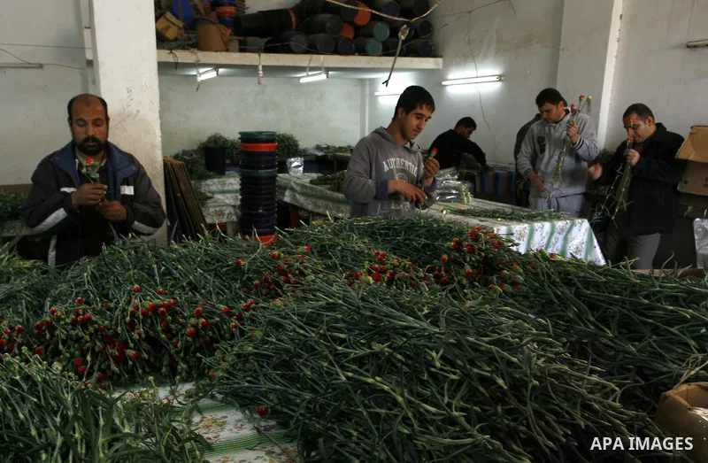 Palestinian workers prepare carnations for export at a flower farm in Rafah in the southern Gaza Strip on February 8, 2012 after Israel granted special approval for exporting limited quantities of Palestinian flowers fro...