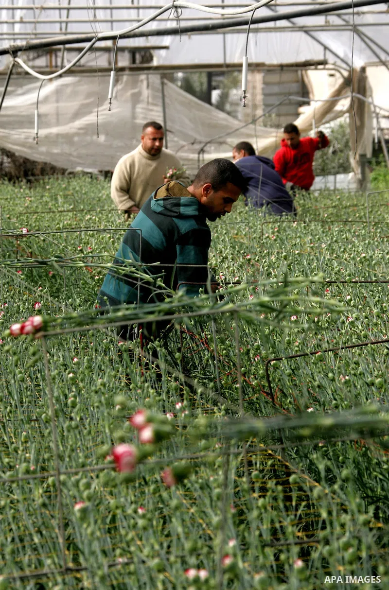 Palestinian workers collect carnations at a flower farm in Rafah in the southern Gaza Strip on February 8, 2012 after Israel granted special approval for exporting limited quantities of Palestinian flowers from the Gaza...
