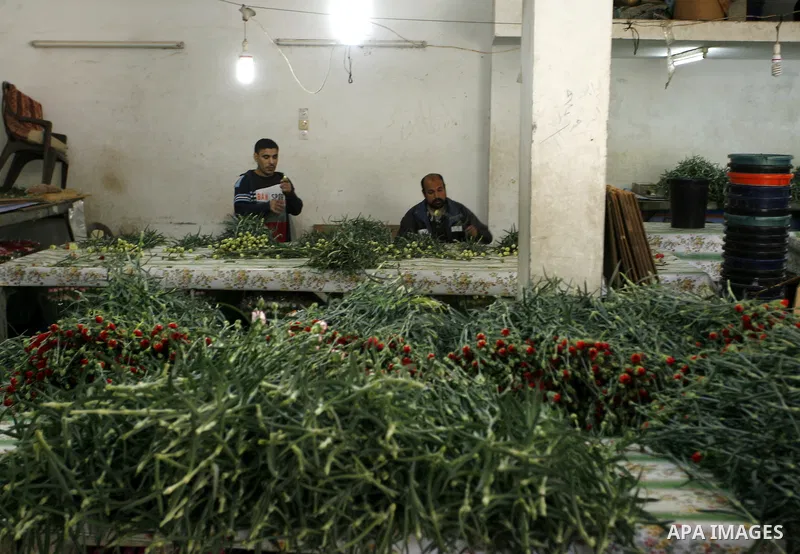 Palestinian workers prepare carnations for export at a flower farm in Rafah in the southern Gaza Strip on February 8, 2012 after Israel granted special approval for exporting limited quantities of Palestinian flowers fro...