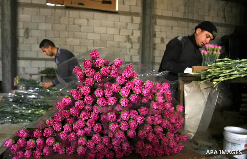 Palestinian workers prepare carnations for export at a flower farm in Rafah in the southern Gaza Strip on February 8, 2012 after Israel granted special approval for exporting limited quantities of Palestinian flowers fro...