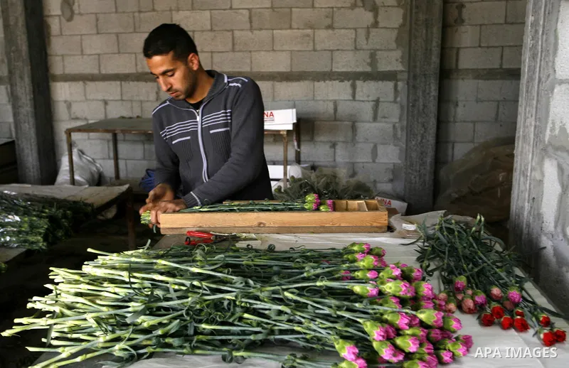 A Palestinian worker prepares carnations for export at a flower farm in Rafah in the southern Gaza Strip on February 8, 2012 after Israel granted special approval for exporting limited quantities of Palestinian flowers f...
