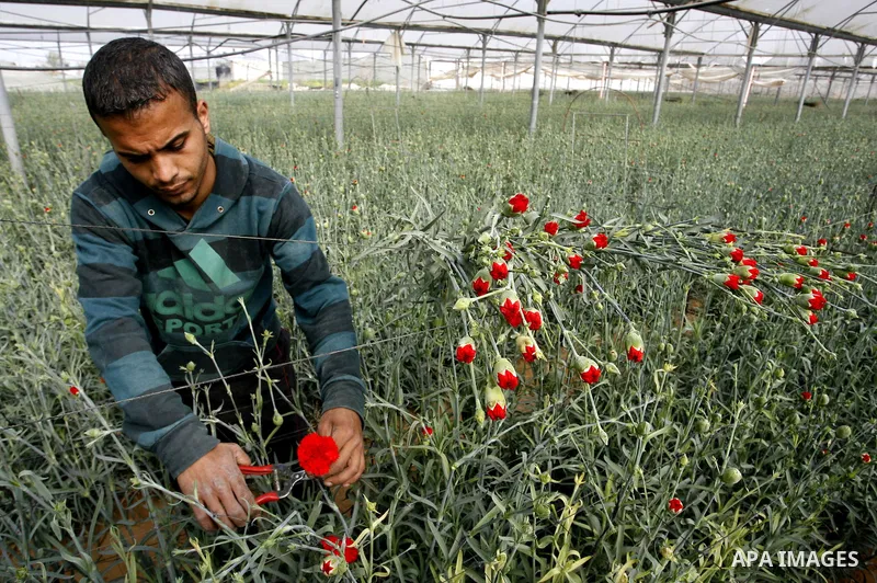 A Palestinian worker collects carnations at a flower farm in Rafah in the southern Gaza Strip on February 8, 2012 after Israel granted special approval for exporting limited quantities of Palestinian flowers from the Gaz...