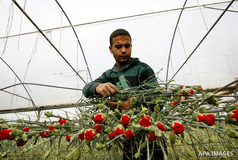 A Palestinian worker collects carnations at a flower farm in Rafah in the southern Gaza Strip on February 8, 2012 after Israel granted special approval for exporting limited quantities of Palestinian flowers from the Gaz...