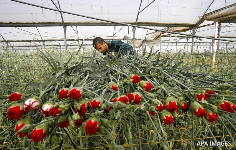 A Palestinian worker collects carnations at a flower farm in Rafah in the southern Gaza Strip on February 8, 2012 after Israel granted special approval for exporting limited quantities of Palestinian flowers from the Gaz...