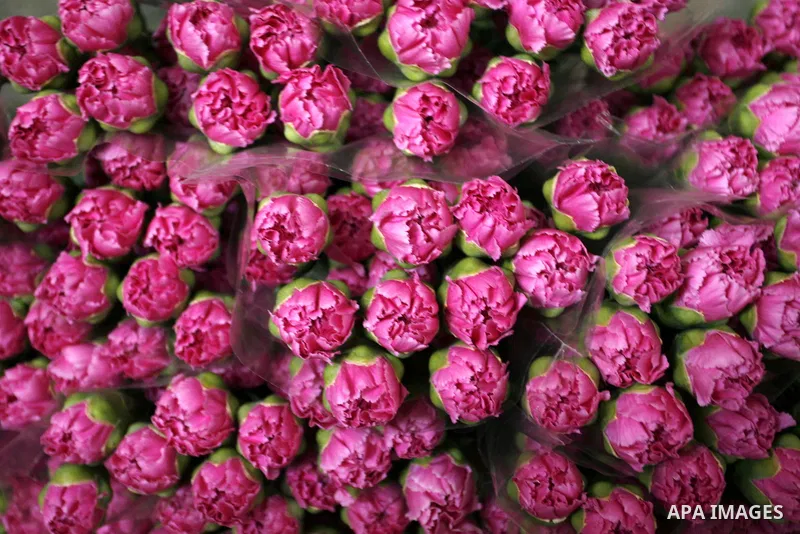 Carnation bouquets ready for export are pictured at a flower farm in Rafah in the southern Gaza Strip on February 8, 2012 after Israel granted special approval for exporting limited quantities of Palestinian flowers from...