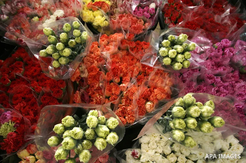 Carnation bouquets ready for export are pictured at a flower farm in Rafah in the southern Gaza Strip on February 8, 2012 after Israel granted special approval for exporting limited quantities of Palestinian flowers from...