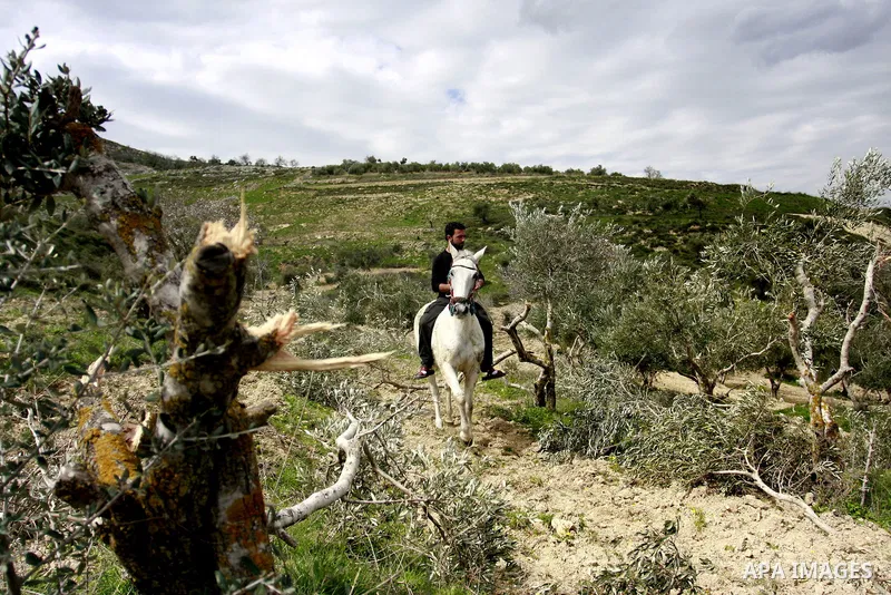 Palestinian woman reacts next to cut olive trees in the northern West Bank village of Burin, near Nablus, Tuesday, Feb. 28, 2012. According to Palestinian farmers some 23 olive trees were damaged by Jewish settlers from...