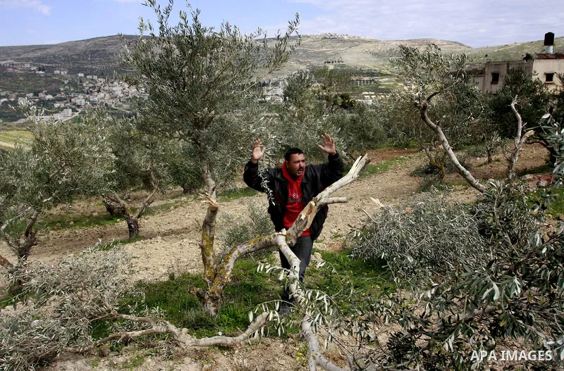 Palestinian woman reacts next to cut olive trees in the northern West Bank village of Burin, near Nablus, Tuesday, Feb. 28, 2012. According to Palestinian farmers some 23 olive trees were damaged by Jewish settlers from...