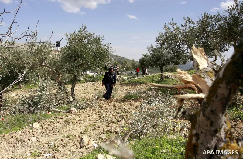 Palestinian woman reacts next to cut olive trees in the northern West Bank village of Burin, near Nablus, Tuesday, Feb. 28, 2012. According to Palestinian farmers some 23 olive trees were damaged by Jewish settlers from...