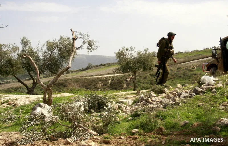 Palestinian woman reacts next to cut olive trees in the northern West Bank village of Burin, near Nablus, Tuesday, Feb. 28, 2012. According to Palestinian farmers some 23 olive trees were damaged by Jewish settlers from...
