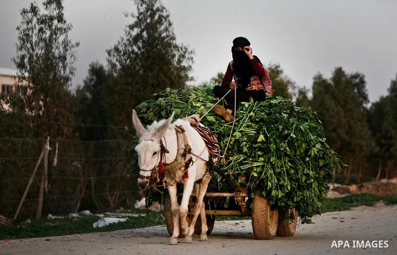 A Palestinian woman rides a donkey cart in between makeshift tents in one of the poorest regions in the Al-Zaiton neighbourhood, in the Gaza strip, 28 February 2012. The United Nations Relief and Works Agency for Palesti...