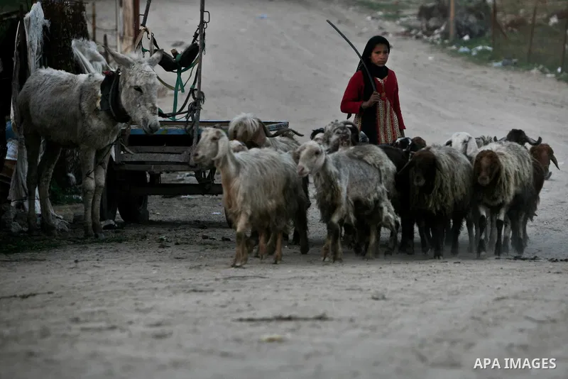 A Palestinian girl drives sheep in a street in one of the most poor regions in Al-Nusirat neighborhood, central Gaza Strip on 28 February 2012. The United Nations Relief and Works Agency for Palestine Refugees in the Nea...