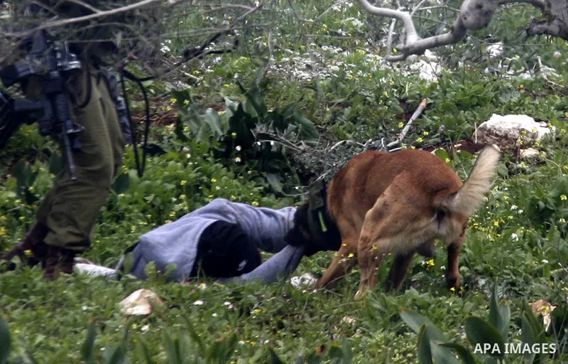 An Israeli army dog attacks a Palestinian protester during a demonstration against the expropriation of Palestinian land by Israel in the village of Kafr Qaddum, near Nablus in the occupied West Bank, on March 16, 2012....