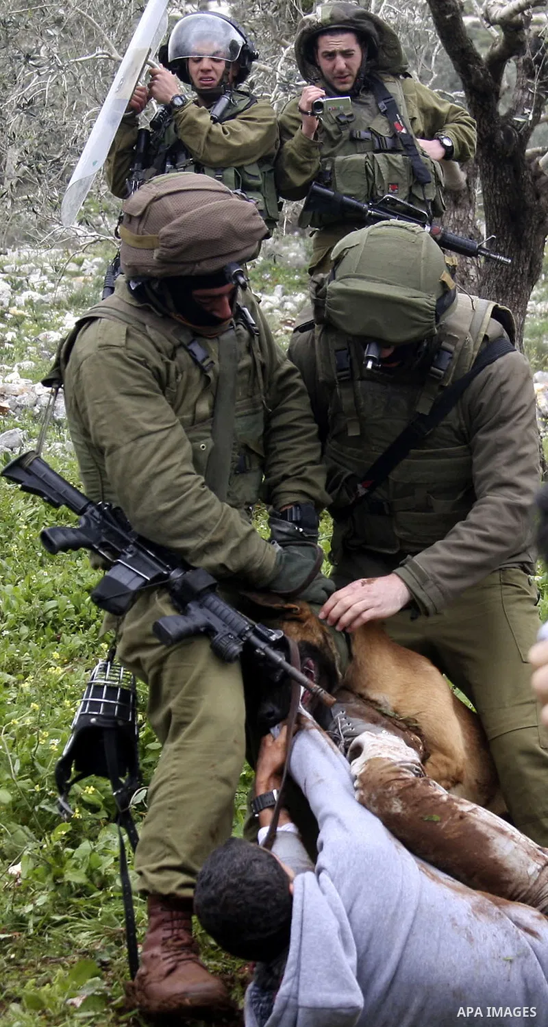 An Israeli army dog attacks a Palestinian protester during a demonstration against the expropriation of Palestinian land by Israel in the village of Kafr Qaddum, near Nablus in the occupied West Bank, on March 16, 2012....