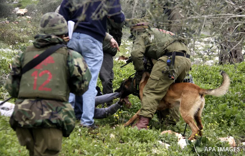 An Israeli army dog attacks a Palestinian protester during a demonstration against the expropriation of Palestinian land by Israel in the village of Kafr Qaddum, near Nablus in the occupied West Bank, on March 16, 2012....