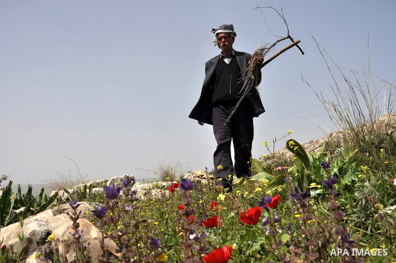 Palestinian shephered Abu Jaafar collect a wood in Biet Leed village near the west bank city of Tulkarem, 20 March 2012. Photo by Nedal Eshtayah