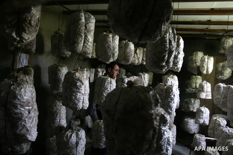 A Palestinian Radi Osman, work at a mushroom plantation production in West Bank city of Ramallah, on March 24, 2012. Photo by Issam Rimawi