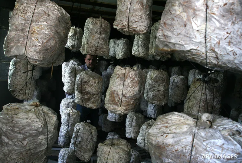 A Palestinian Radi Osman, work at a mushroom plantation production in West Bank city of Ramallah, on March 24, 2012. Photo by Issam Rimawi