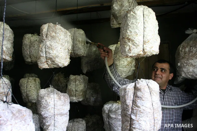 A Palestinian Radi Osman, work at a mushroom plantation production in West Bank city of Ramallah, on March 24, 2012. Photo by Issam Rimawi