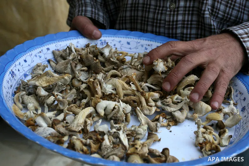 A Palestinian Radi Osman, work at a mushroom plantation production in West Bank city of Ramallah, on March 24, 2012. Photo by Issam Rimawi