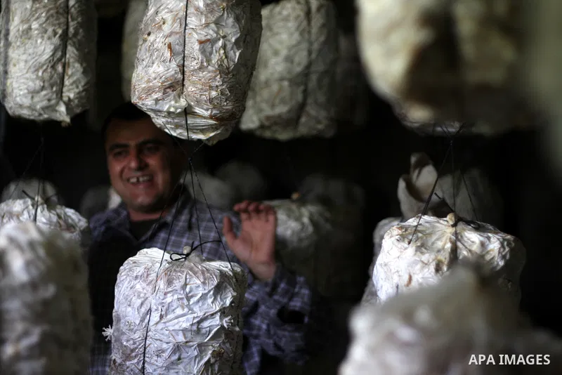 A Palestinian Radi Osman, work at a mushroom plantation production in West Bank city of Ramallah, on March 24, 2012. Photo by Issam Rimawi
