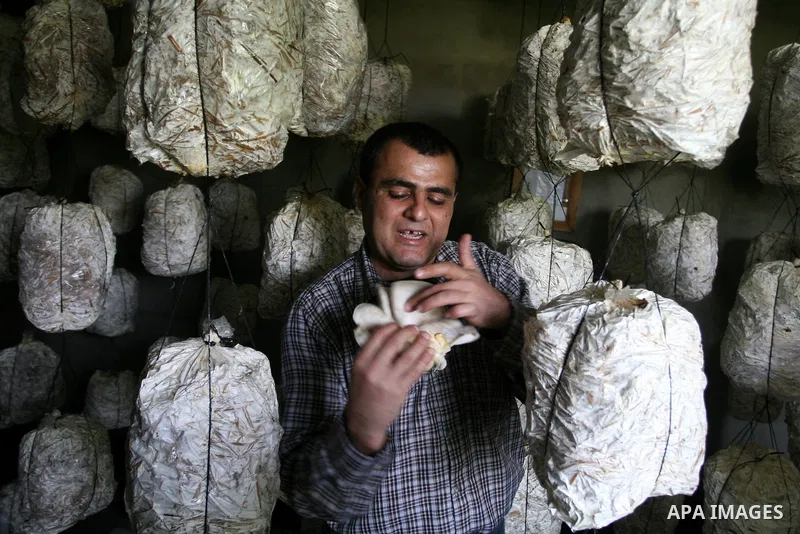 A Palestinian Radi Osman, work at a mushroom plantation production in West Bank city of Ramallah, on March 24, 2012. Photo by Issam Rimawi