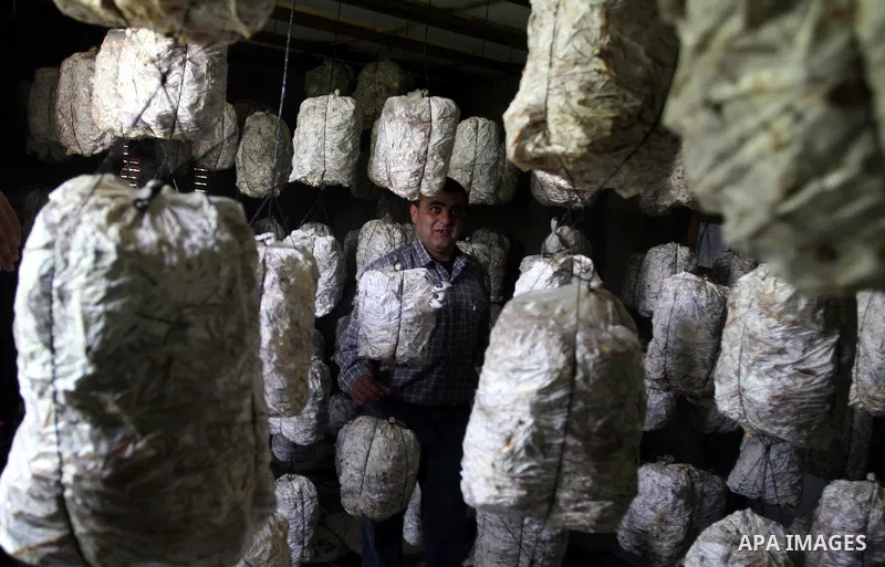 A Palestinian Radi Osman, work at a mushroom plantation production in West Bank city of Ramallah, on March 24, 2012. Photo by Issam Rimawi