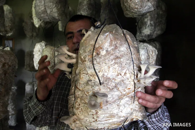 A Palestinian Radi Osman, work at a mushroom plantation production in West Bank city of Ramallah, on March 24, 2012. Photo by Issam Rimawi