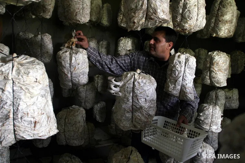 A Palestinian Radi Osman, work at a mushroom plantation production in West Bank city of Ramallah, on March 24, 2012. Photo by Issam Rimawi