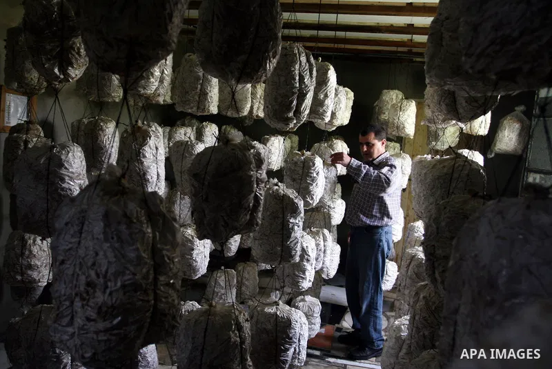 A Palestinian Radi Osman, work at a mushroom plantation production in West Bank city of Ramallah, on March 24, 2012. Photo by Issam Rimawi