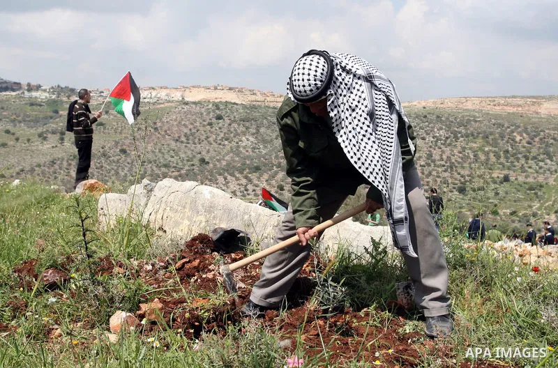 Palestinian old man "Mahfouz Kamel" 75 years, during the cultivation of olive trees during a demonstration on the occasion of "Land Day", which falls tomorrow, on the threatened confiscation of land by the Israeli occupa...