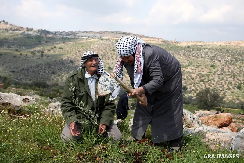 A Palestinian couple plant an olive tree to mark the anniversary of Land Day in the village of Kafr al-Dik in the Nablus region of the West Bank on March 29, 2012. Land Day recalls an incident in 1976 when Israeli troops...