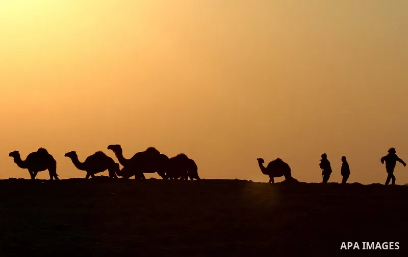Palestinian farmers herds their camels during the sunset in North Gaza Strip on 04 April 2012. Photo by Ashraf Amra