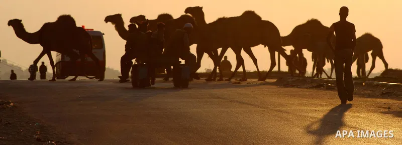 Palestinian farmers herds their camels during the sunset in North Gaza Strip on 04 April 2012. Photo by Ashraf Amra