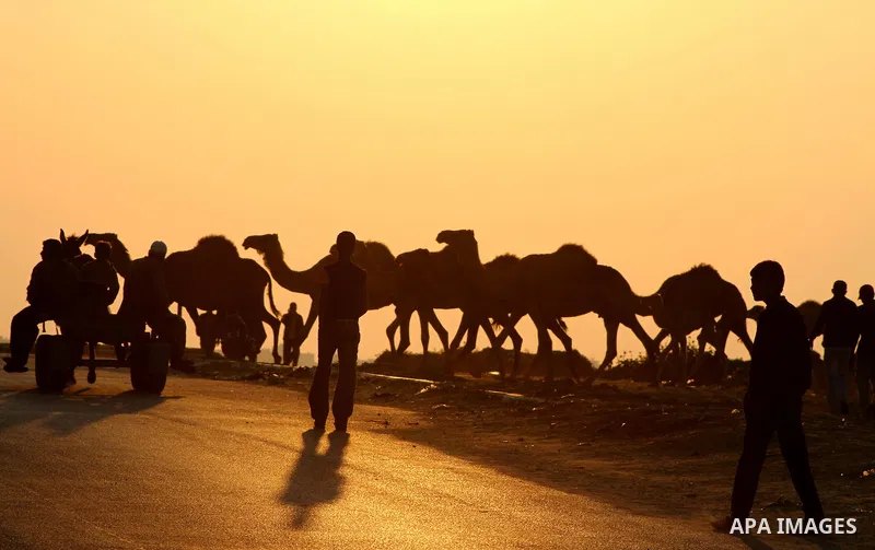 Palestinian farmers herds their camels during the sunset in North Gaza Strip on 04 April 2012. Photo by Ashraf Amra
