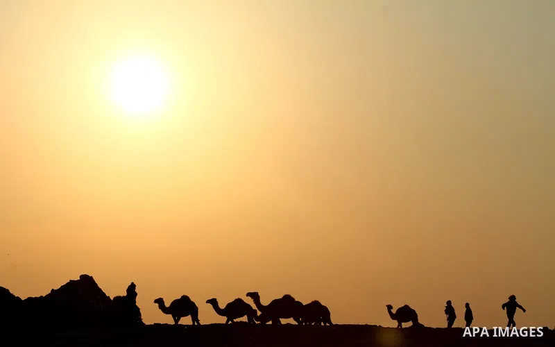Palestinian farmers herds their camels during the sunset in North Gaza Strip on 04 April 2012. Photo by Ashraf Amra