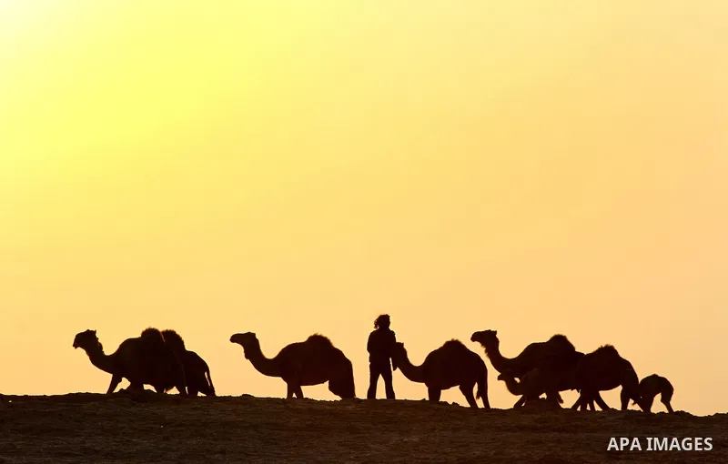 Palestinian farmers herds their camels during the sunset in North Gaza Strip on 04 April 2012. Photo by Ashraf Amra