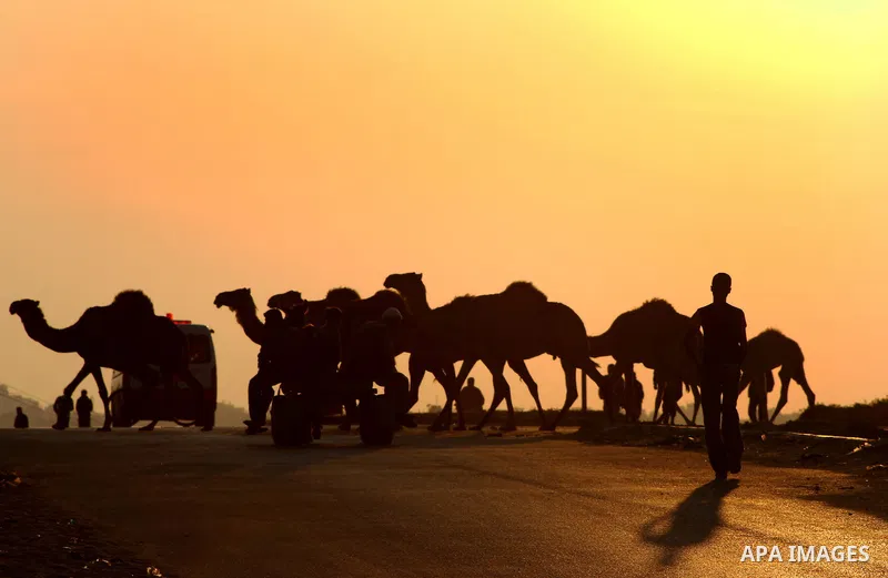 Palestinian farmers herds their camels during the sunset in North Gaza Strip on 04 April 2012. Photo by Ashraf Amra