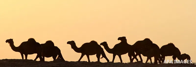 Palestinian farmers herds their camels during the sunset in North Gaza Strip on 04 April 2012. Photo by Ashraf Amra