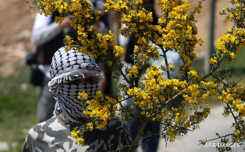 Palestinian protesters run for cover from teargas fired by Israeli soldiers in the West Bank village of Nabi Saleh, near Ramallah, on April 6, 2012 during a protest against Palestinian land confiscation to expand the Jew...