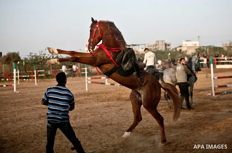 A Palestinian man rides a horse during a championship at Gaza Horse Club in Gaza Strip, 06 April 2012. The clubs is home to some 54 horses and open for the training of male and female children aged between 12 to 23 years...