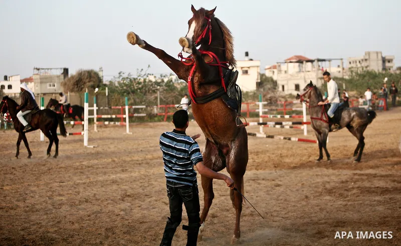 A Palestinian man rides a horse during a championship at Gaza Horse Club in Gaza Strip, 06 April 2012. The clubs is home to some 54 horses and open for the training of male and female children aged between 12 to 23 years...