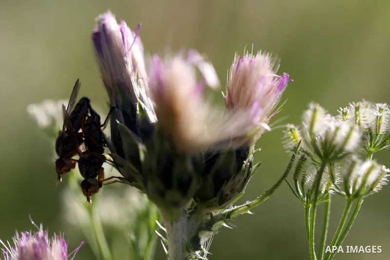 Insects on the plants in the valley "Jriot" near Ramallah in the West Bank, April 10, 2012. Photo by Issam Rimawi