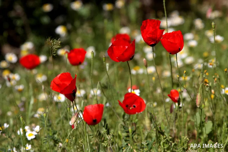 Plants and flowers in the valley "Jriot" near Ramallah in the West Bank, April 10, 2012. Photo by Issam Rimawi