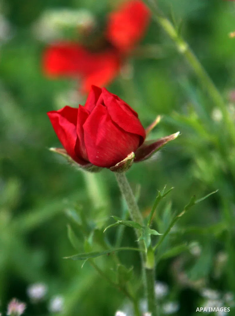 Plants and flowers in the valley "Jriot" near Ramallah in the West Bank, April 10, 2012. Photo by Issam Rimawi