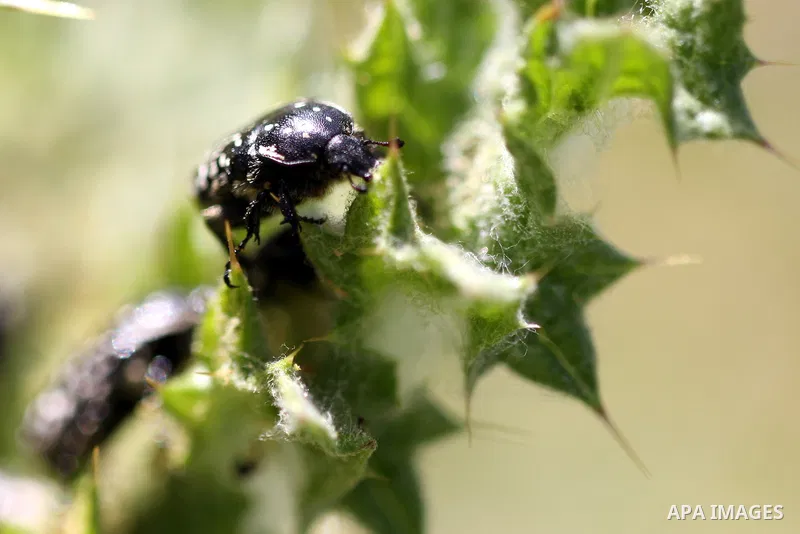 Insects on the plants in the valley "Jriot" near Ramallah in the West Bank, April 10, 2012. Photo by Issam Rimawi