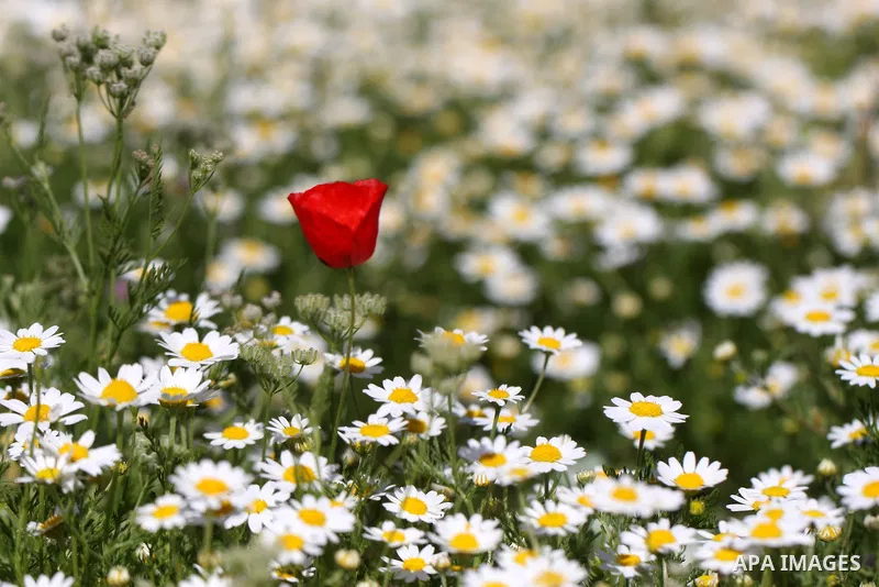 Plants and flowers in the valley "Jriot" near Ramallah in the West Bank, April 10, 2012. Photo by Issam Rimawi