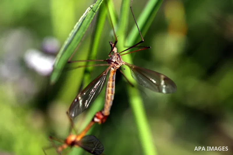 Insects on the plants in the valley "Jriot" near Ramallah in the West Bank, April 10, 2012. Photo by Issam Rimawi