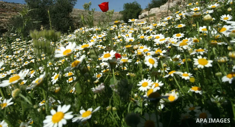 Plants and flowers in the valley "Jriot" near Ramallah in the West Bank, April 10, 2012. Photo by Issam Rimawi